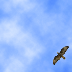 http://tutorialbunch.com/photoshop/animation/images/flying-bird.gif