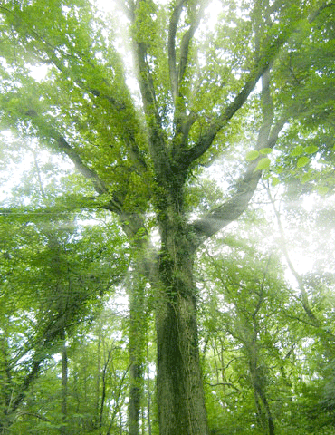 sunlight on tree