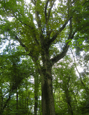 sunlight on tree