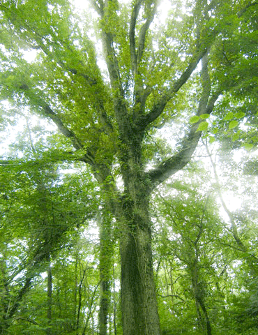 sunlight on tree